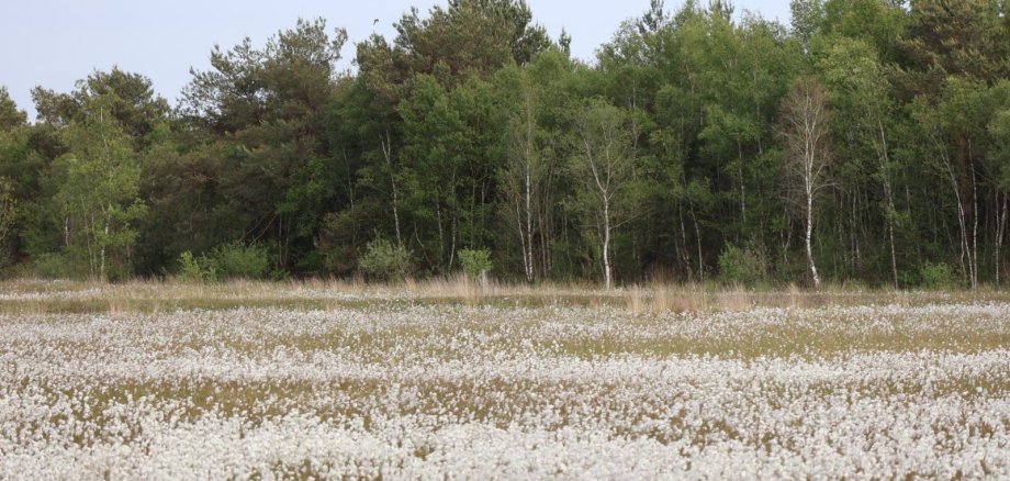 Eine Wiese, auf der die Wollgrasblüte zu sehen ist.